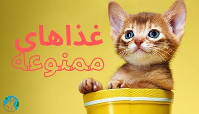 غذاهای ممنوعه برای گربه چیست؟